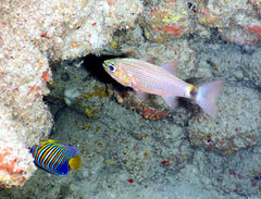 Cheilodipterus arabicus