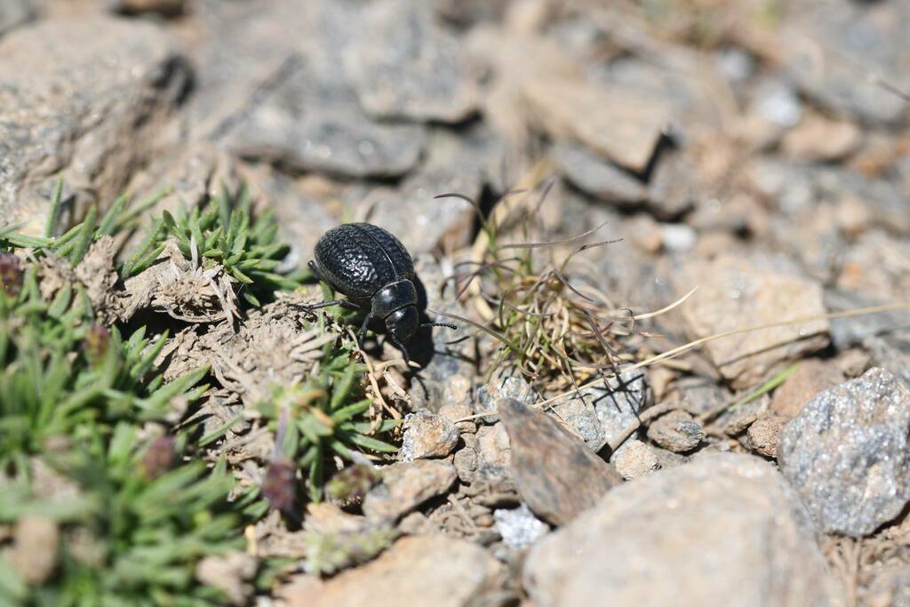 Pimelia strobli