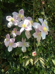 Clematis montana
