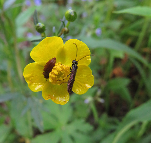 Stiebiniai pjūkleliai