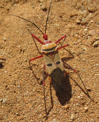 Phonoctonus