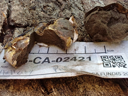 Geastrum fuscogleba