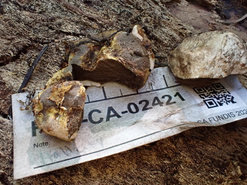 Geastrum fuscogleba (Photo 2 of 11)