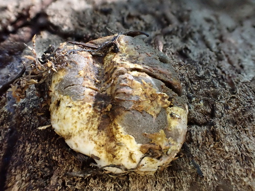 Geastrum fuscogleba (Photo 3 of 11)