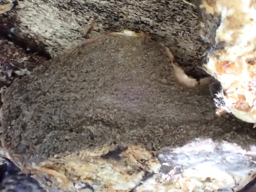 Geastrum fuscogleba (Photo 4 of 11)