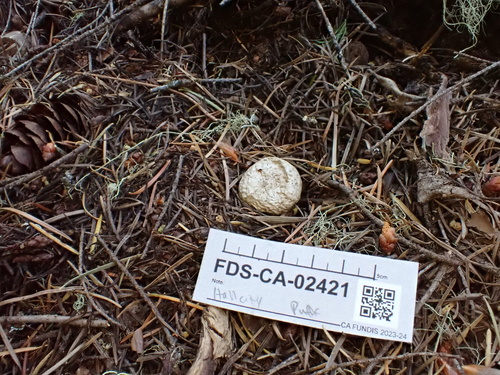 Geastrum fuscogleba (Photo 5 of 11)