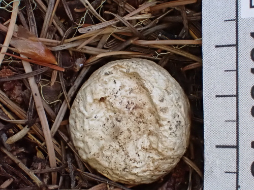 Geastrum fuscogleba (Photo 6 of 11)