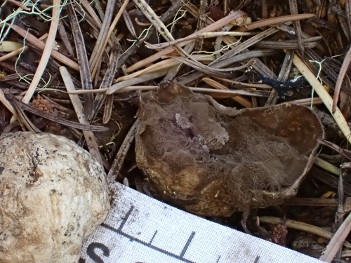 Geastrum fuscogleba (Photo 7 of 11)