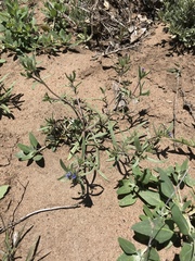 Allophyllum gilioides gilioides