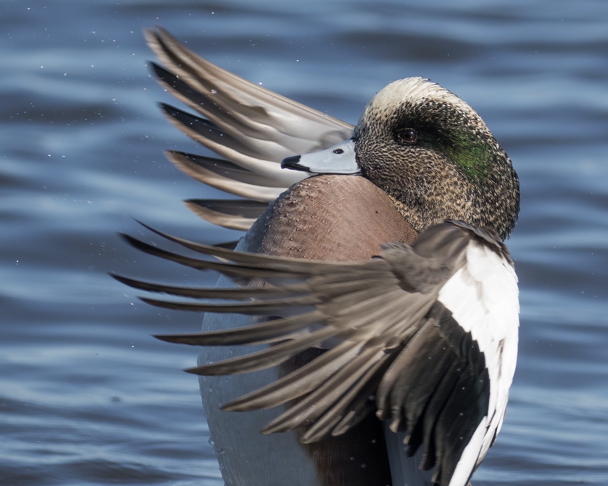 American Wigeon (Mareca americana)