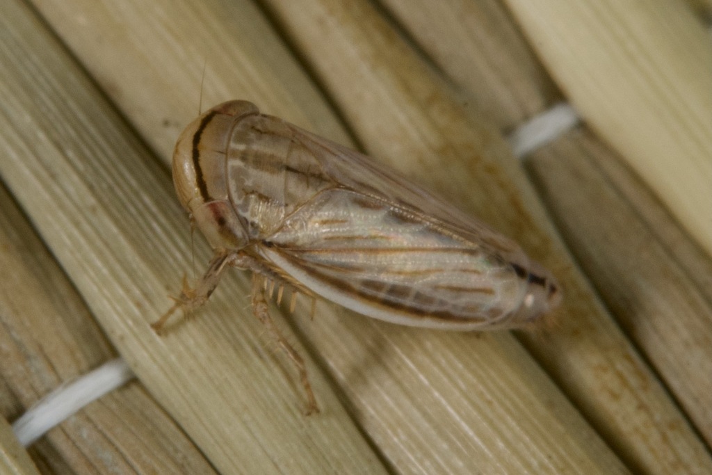 Artianus interstitialis