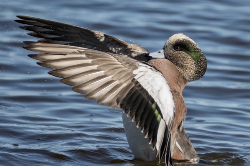American Wigeon, photo 6 of 7