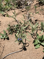 Allophyllum gilioides gilioides