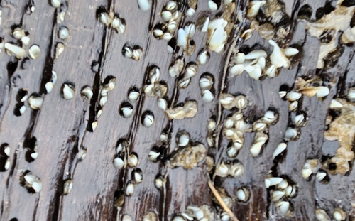 Martesia striata observed 2024-06-30