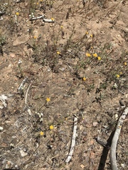 Chaenactis glabriuscula glabriuscula