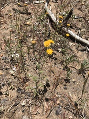 Chaenactis glabriuscula glabriuscula