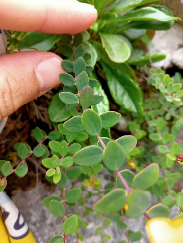 Hypericum nummularium (Hypericum nummularium)