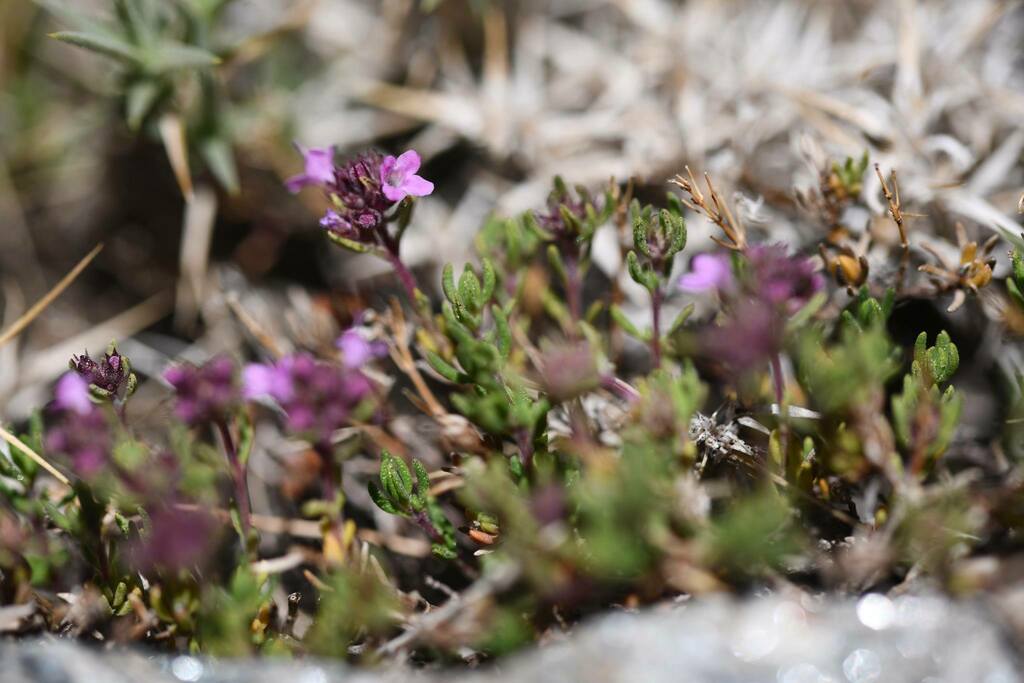 Thymus serpylloides; photograph (c) Flavien Saboureau, some rights reserved (CC BY)