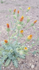 Malacothrix sonchoides