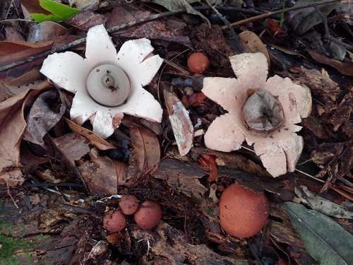 Geastrum