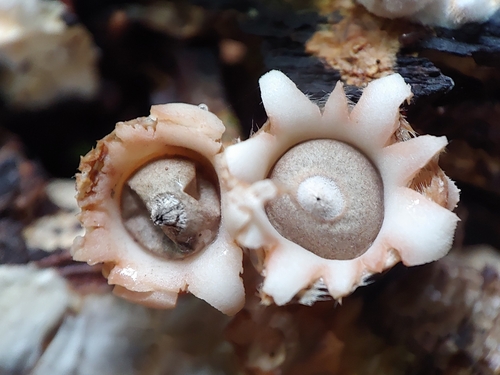Geastrum courtecuissei