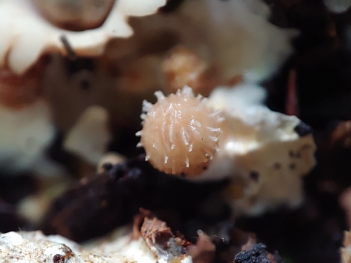 Geastrum courtecuissei (Photo 2 of 4)