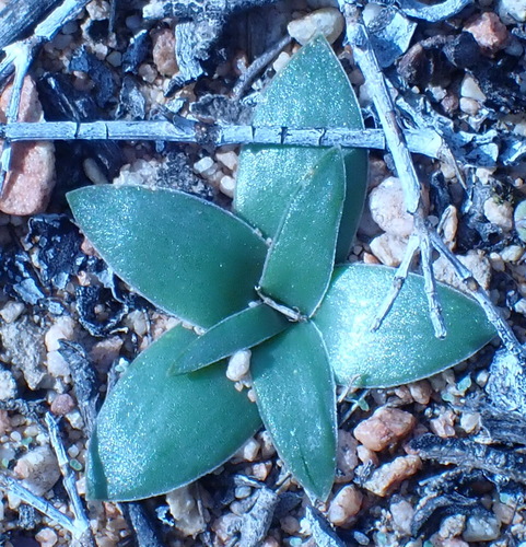 Drimia ciliata