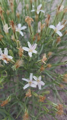 Chaetadelpha wheeleri