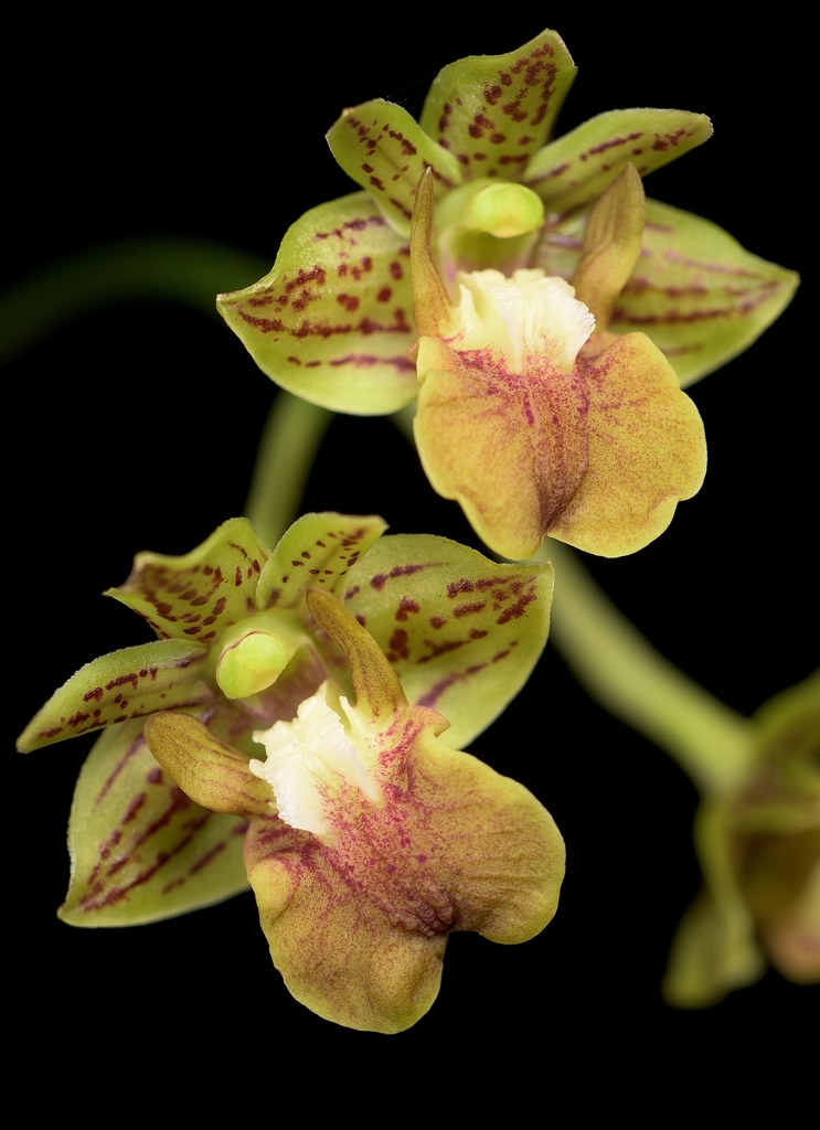 Dendrobium bifalce Lindl.