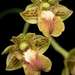 Dendrobium bifalce - Photo (c) snotch, algunos derechos reservados (CC BY)