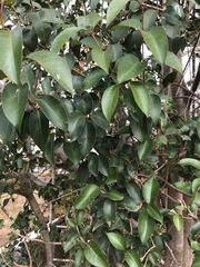 Ligustrum lucidum