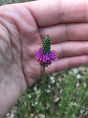 Dalea tenuis