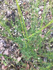 Dalea tenuis