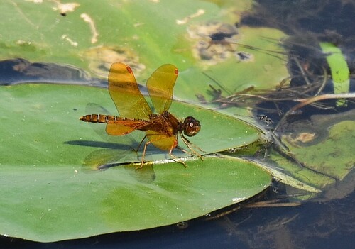 Eastern Amberwing (Perithemis tenera), a species recorded in Florida