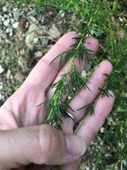 Dalea tenuis
