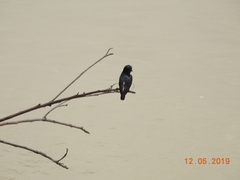 Chelidoptera tenebrosa