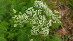 Meum athamanticum