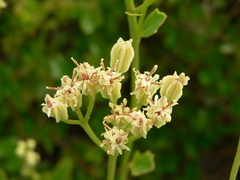 Arnoglossum