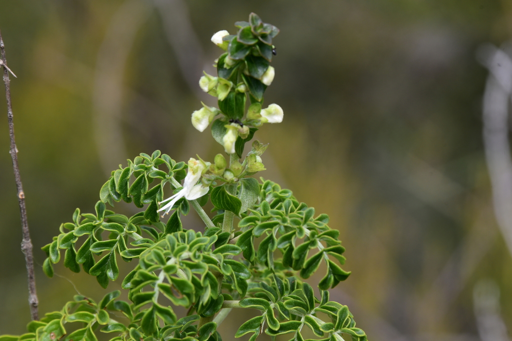 Capitanopsis