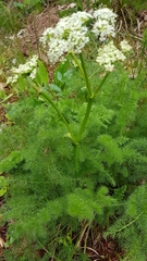 Meum athamanticum