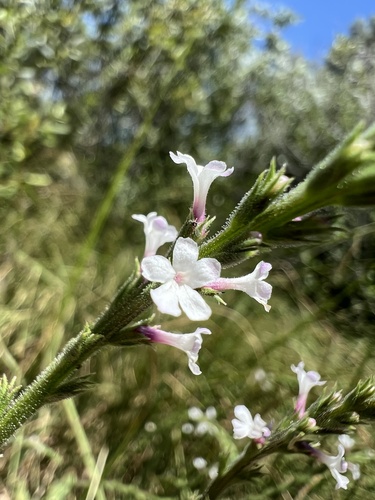 Red Hills vervain (Verbena californica)