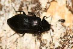 Melandrya caraboides