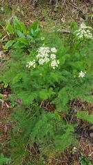 Meum athamanticum