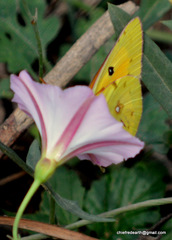 Colias fieldii