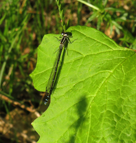 Pasaginė strėliukė