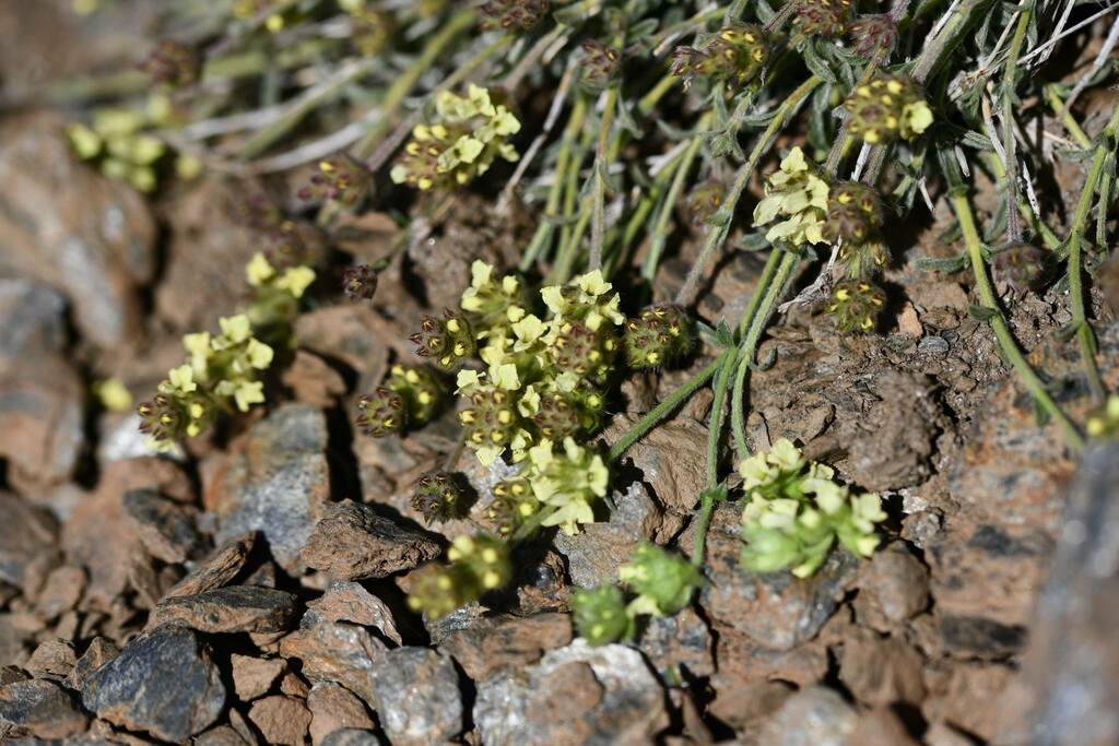 Sideritis glacialis; photograph (c) Flavien Saboureau, some rights reserved (CC BY)
