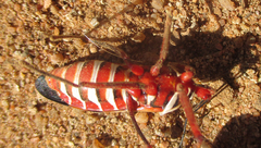 Phonoctonus