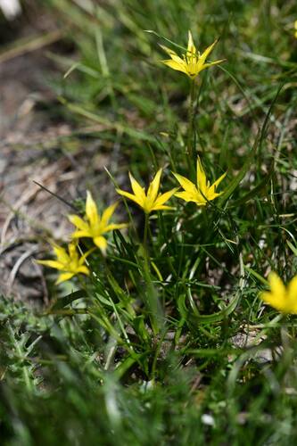 Inarah (Gagea nevadensis)