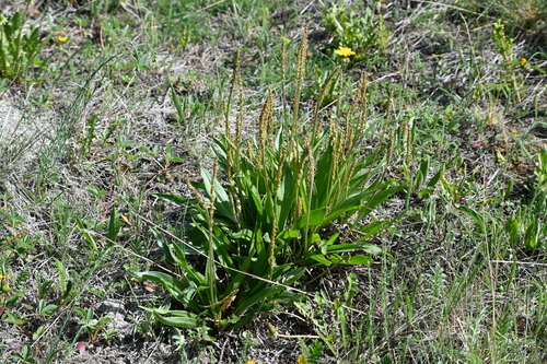Image of Plantago eriopoda by (c) Syd Cannings, some rights reserved (CC BY)