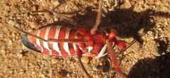 Phonoctonus